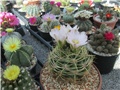 Gymnocalycium monvillei